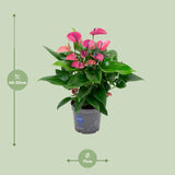 Anthurium KARMA Purple - Ø17cm - ↕50cm