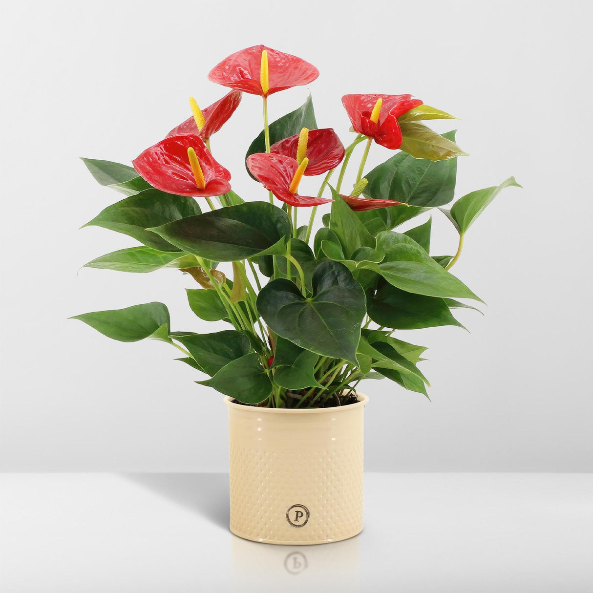 Anthurium andreanum Diamantrød inkl. REN zink - 45cm - Ø12