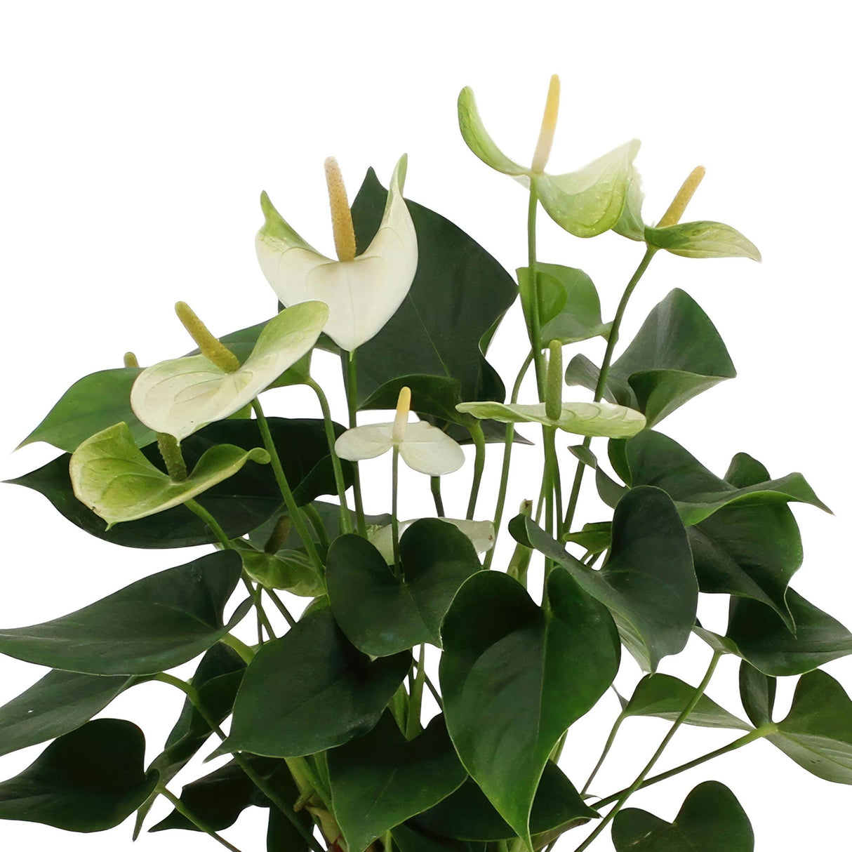 Anthurium Andreanum Namora incl. PURE zinc - 45cm - Ø12