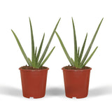 2x Aloe vera - Succulent - 40cm - ø12