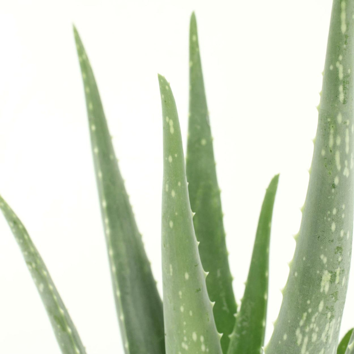 2x Aloe vera - Succulent - 40cm - ø12