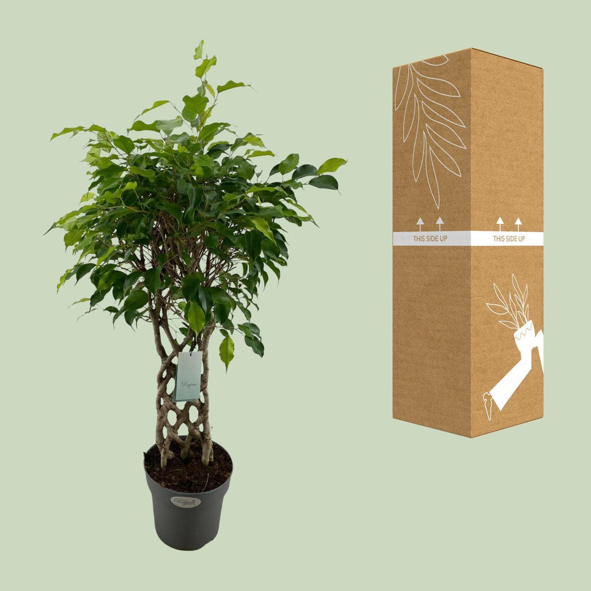 Ficus Benjamina Exotica - Ø24cm - ↕100cm