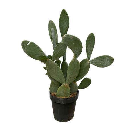 Opuntia Ficus Indica