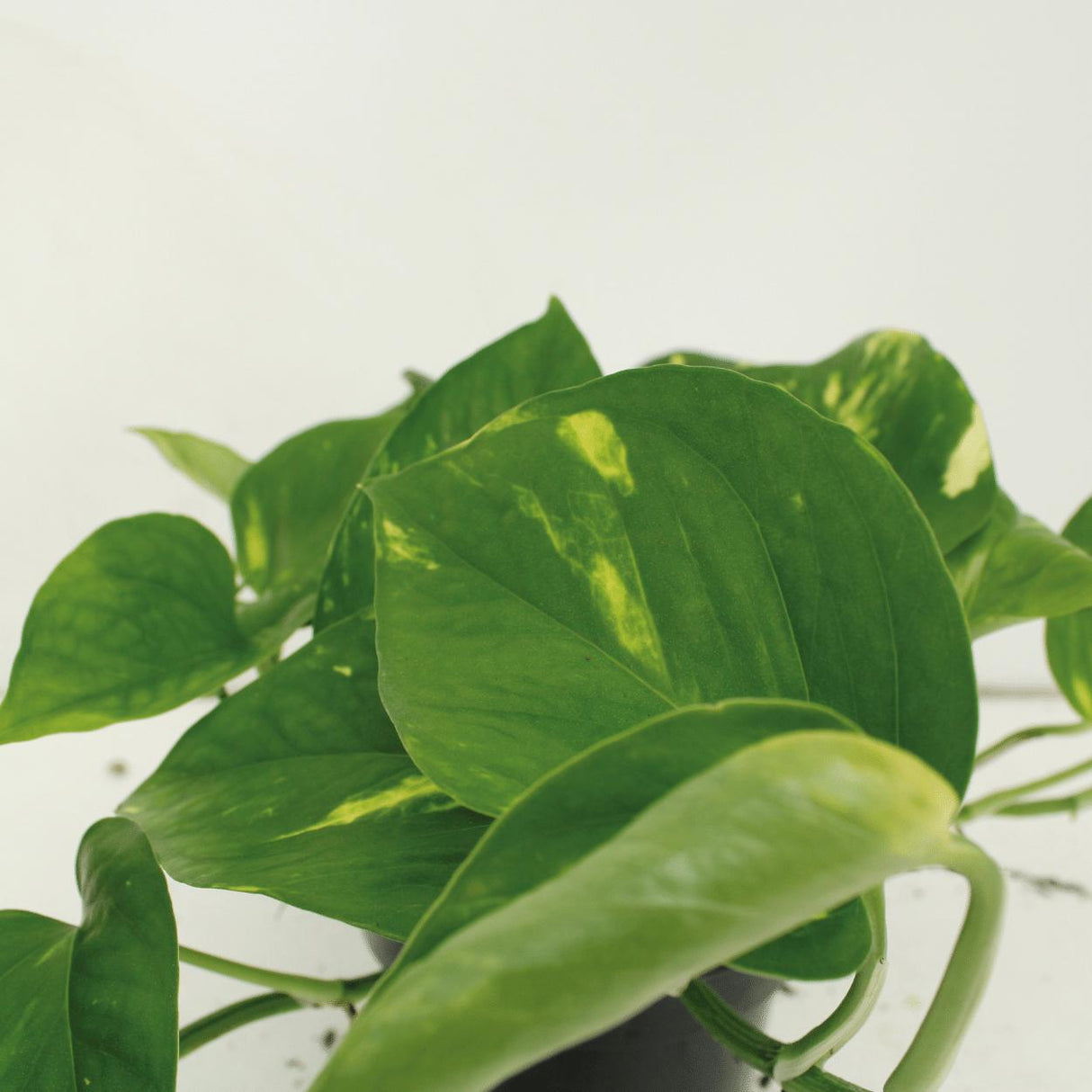 Epipremnum Aureum (Golden Pothos) - A vibrant, low-maintenance houseplant with heart-shaped green leaves accented by golden-yellow variegation. Known for its air-purifying qualities, this trailing plant is perfect for indoor hanging baskets or pots. Ideal for beginners, it thrives in various lighting conditions and adds a lush, tropical touch to any space.