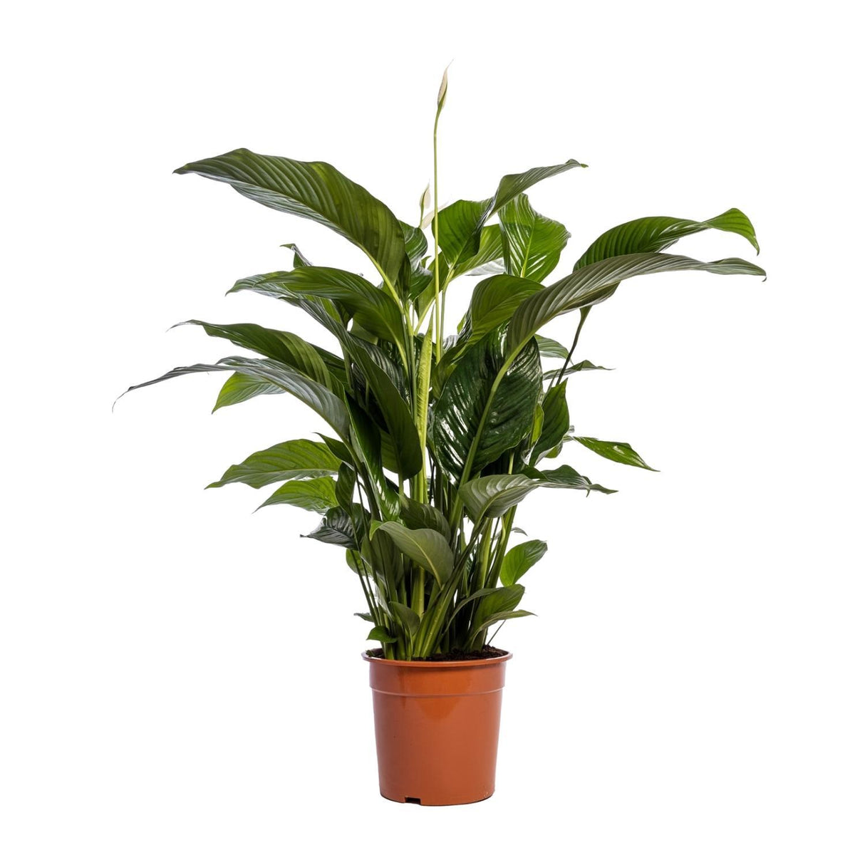 Spathiphyllum Bellini