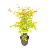 Acer palmatum Orange Dream - Ø19cm - ↕40cm - Ø19 - ↨50cm