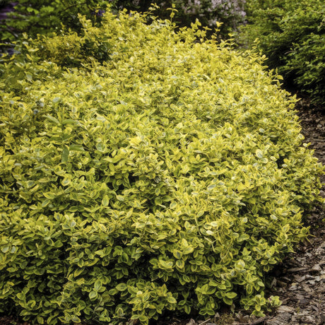 Euonymus fort. 'Emerald 'n Gold’ - ↕10-25cm - Ø9cm - 12x