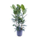 Ficus Binnendijkii Amstel King Gold