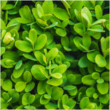 1 meter Buxus Sempervirens haag - ↕ 20 cm - 6 x Ø12 cm