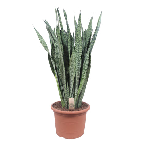 Sansevieria Zeylenica