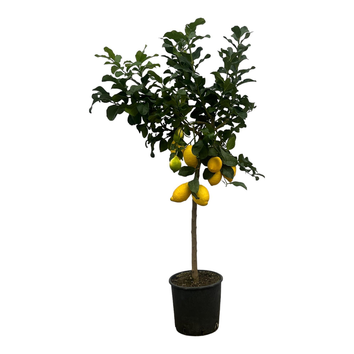 Citrus Lemon (Citroenboom)