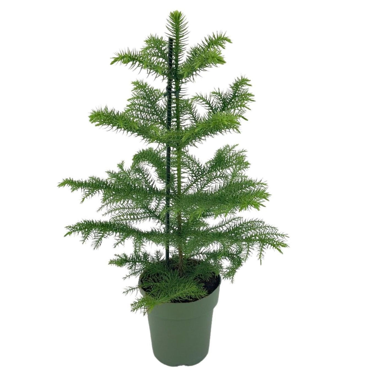 Araucaria Heterophylla - Ø21cm - ↕70cm - Ø14 - ↨40cm