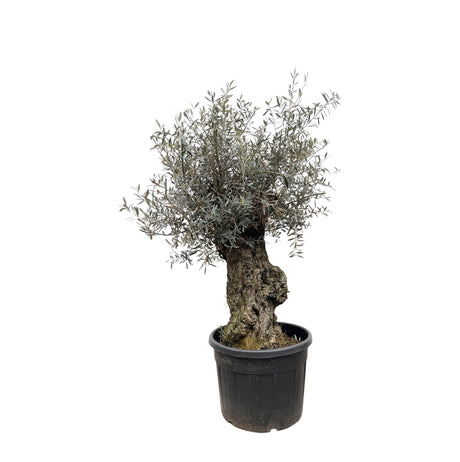 Olea Europaea Bonsai