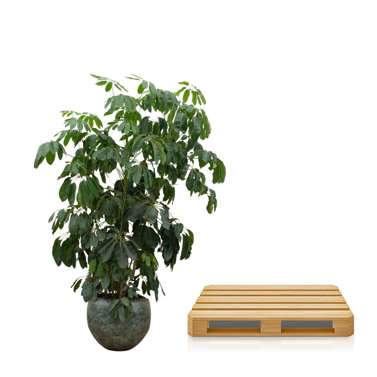 Schefflera Amate XL