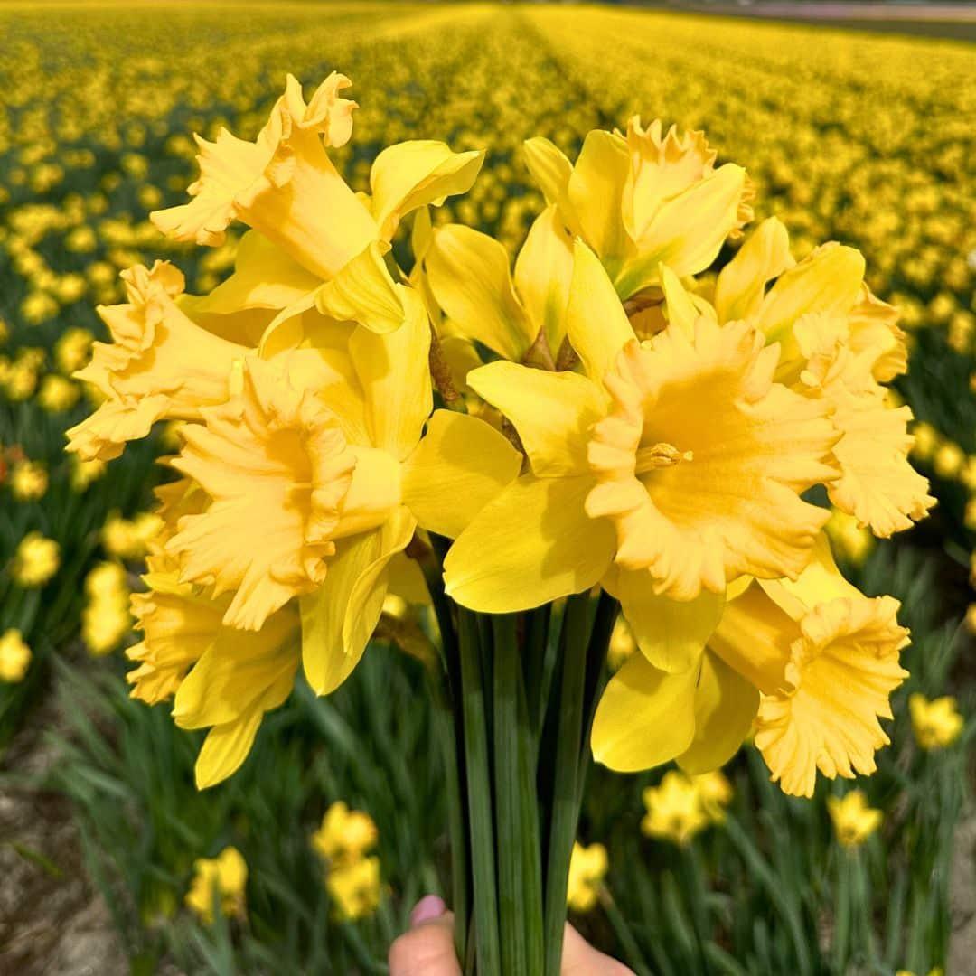 Blomsterløg Amsterdam - Hollandsk Mester - 10 bloembollen - Maat 12/14