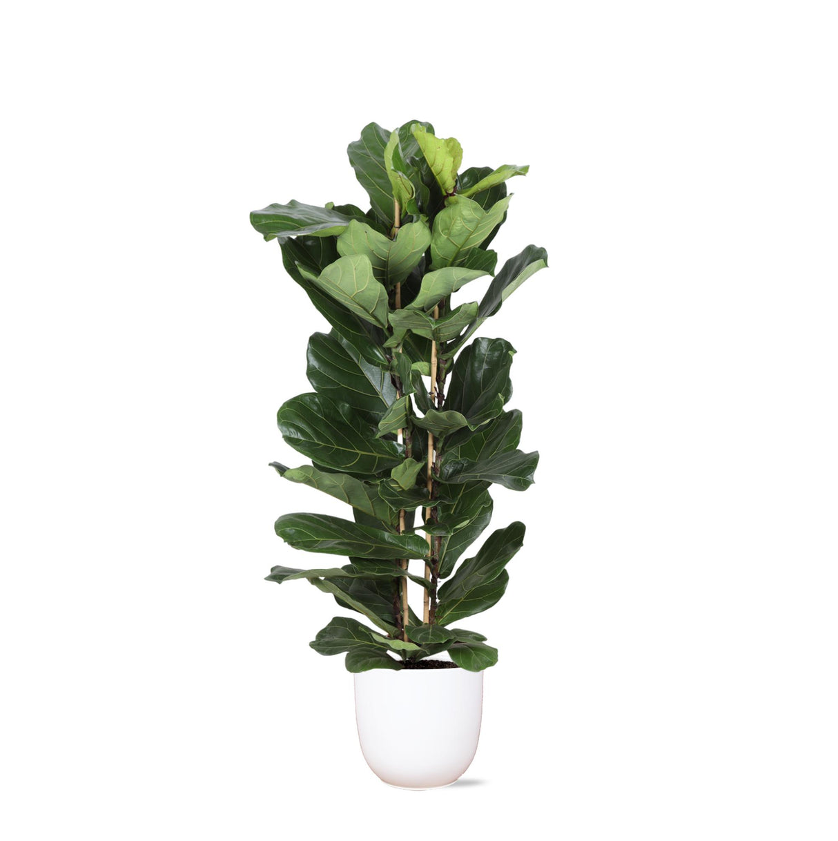 Ficus Lyrata Ø27cm ↕140cm i Boule WIT gryde