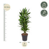 Dracaena Janet Lind vertakt - 110 cm - ø27