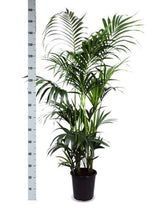 Kentia Palm