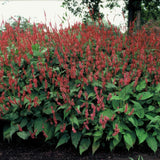 Persicaria amplexicaulis