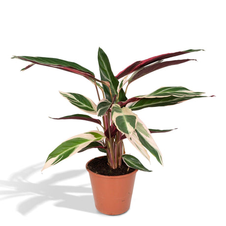 Calathea Triostar - Peacock Plantt - Ø19cm - ↕70cm