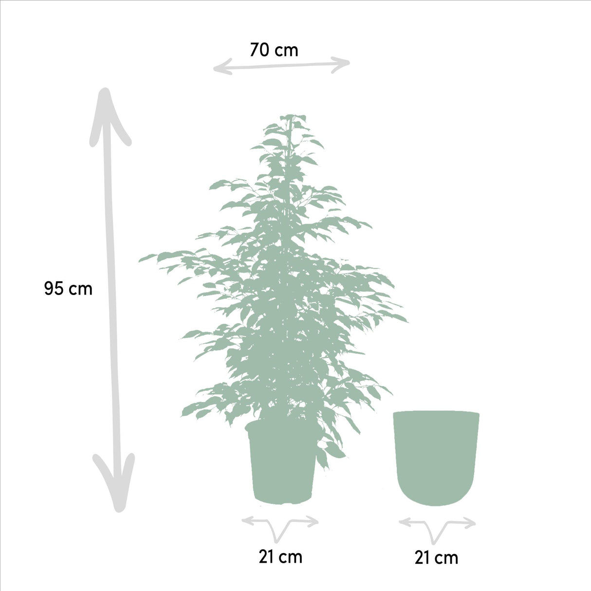 Ficus benjamina Twilight