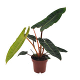 Philodendron Billietiae