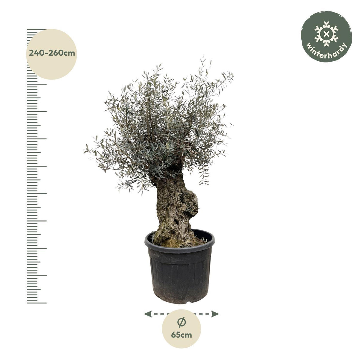 Olea Europaea Bonsai