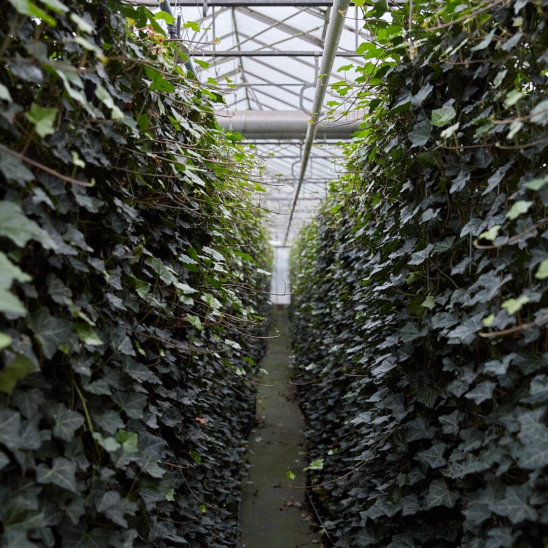 Hedera Hibernica - Ivy - Ready-made Hedge - ↨120 cm