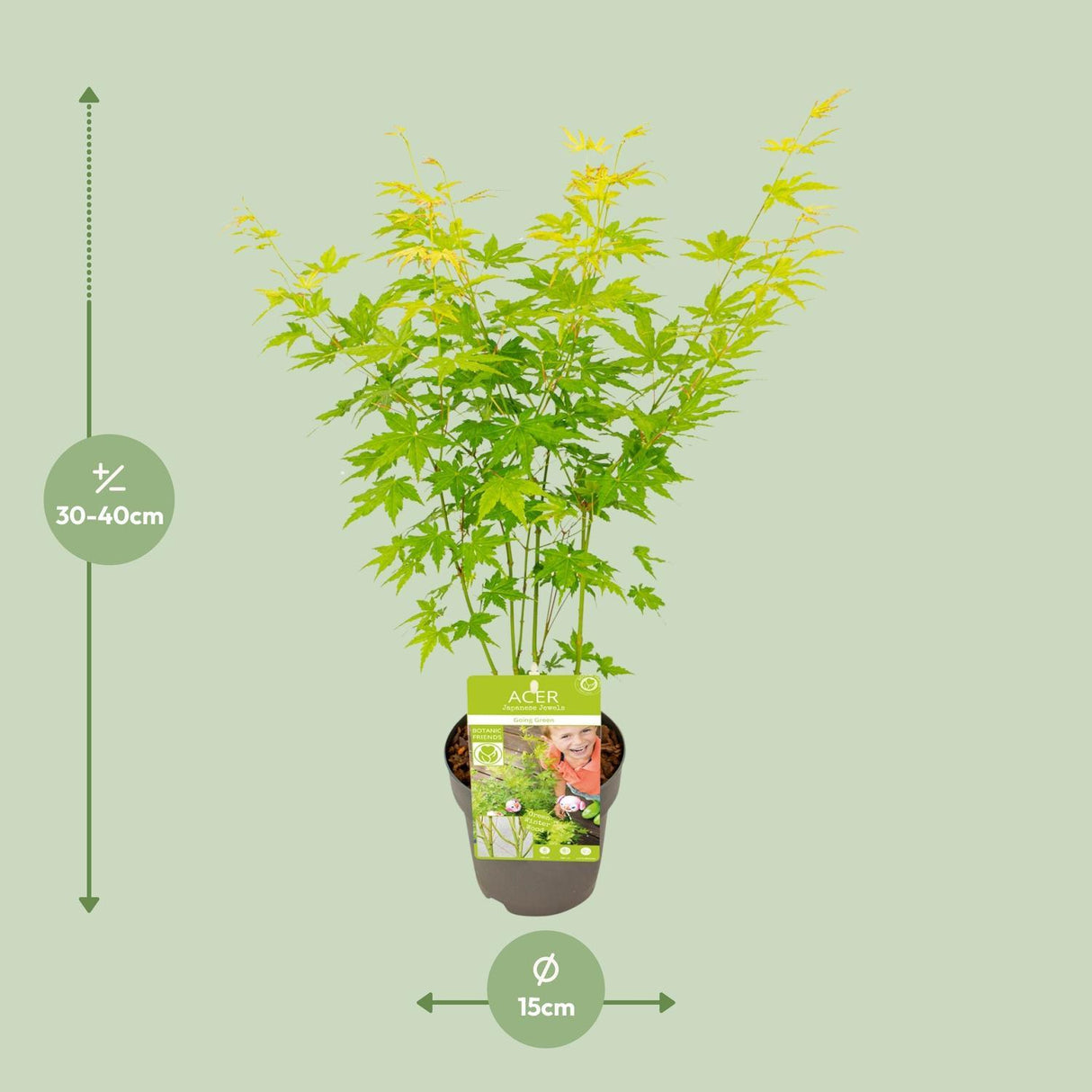 Acer palmatum Going Green - Ø19cm - ↕40cm - Ø15 - ↨30cm