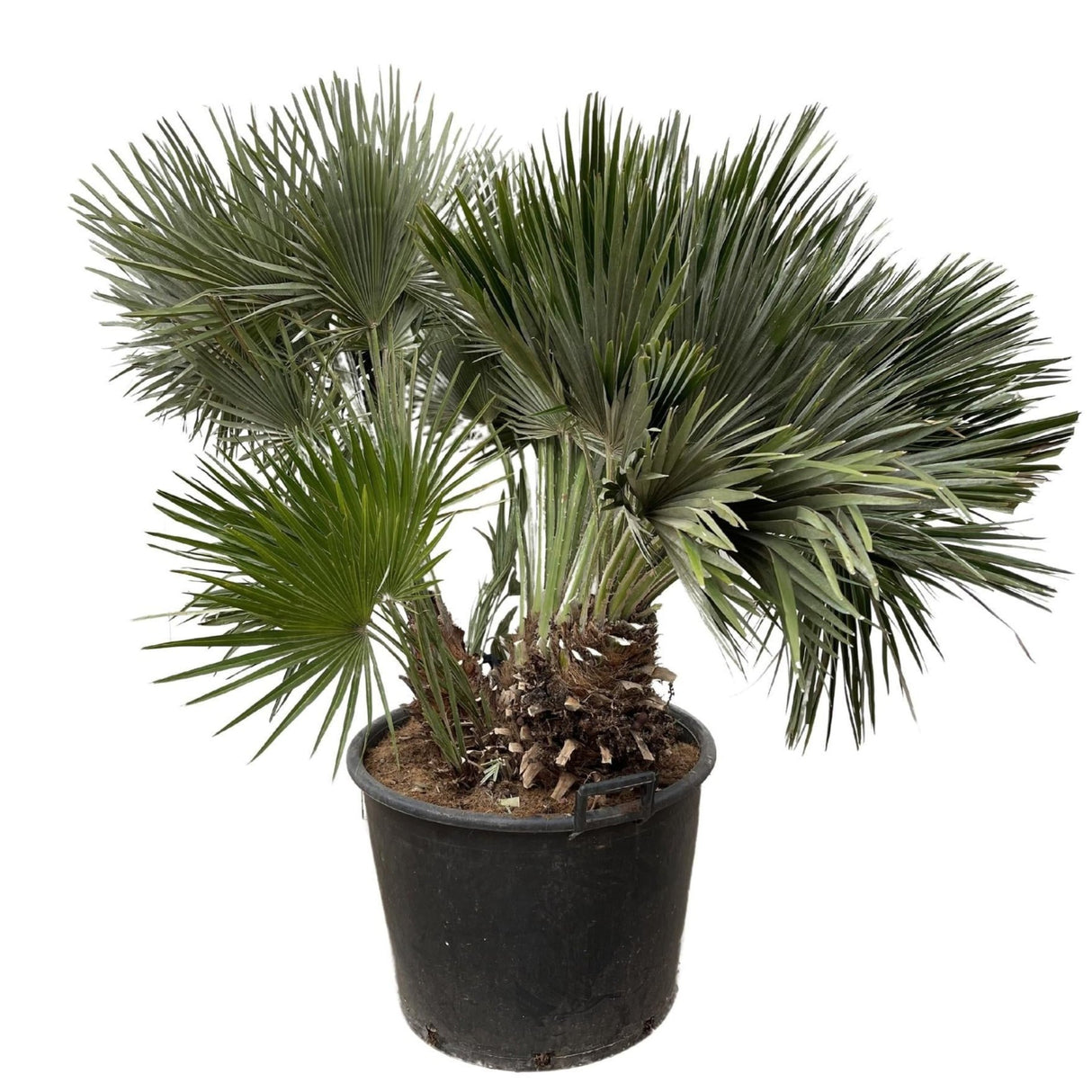 Chamaerops Humilis compact - 120cm - ø80