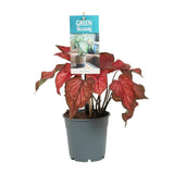 Caladium Rood - Ø12cm - ↕25cm