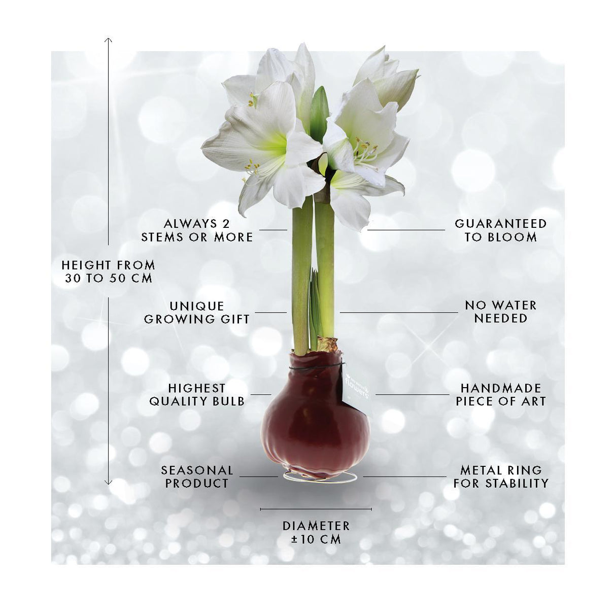 No Water Flowers® (voksamaryllis) | Naturalz Botanical Mix (3-pak) + Hvid blomst