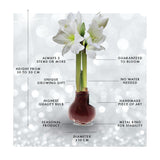 No Water Flowers® (voksamaryllis) | Naturalz Botanical Mix (3-pak) + Hvid blomst