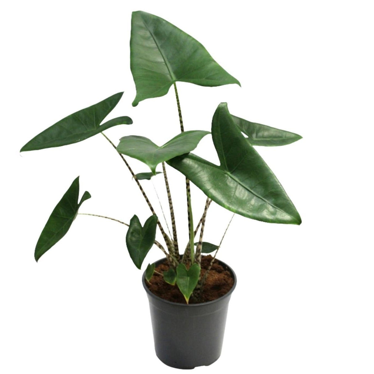 Alocasia Zebrina - Ø21cm - ↕80cm