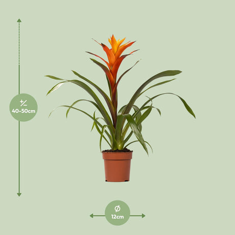 Guzmania Variada - Ø12 ↕50