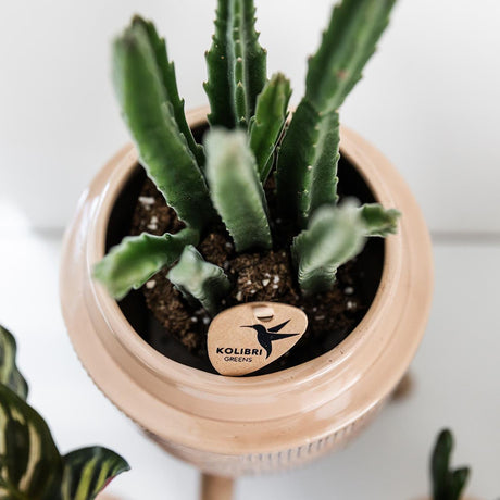 Stapelia - groene kamerplant - vers van de kweker - Ø9cm