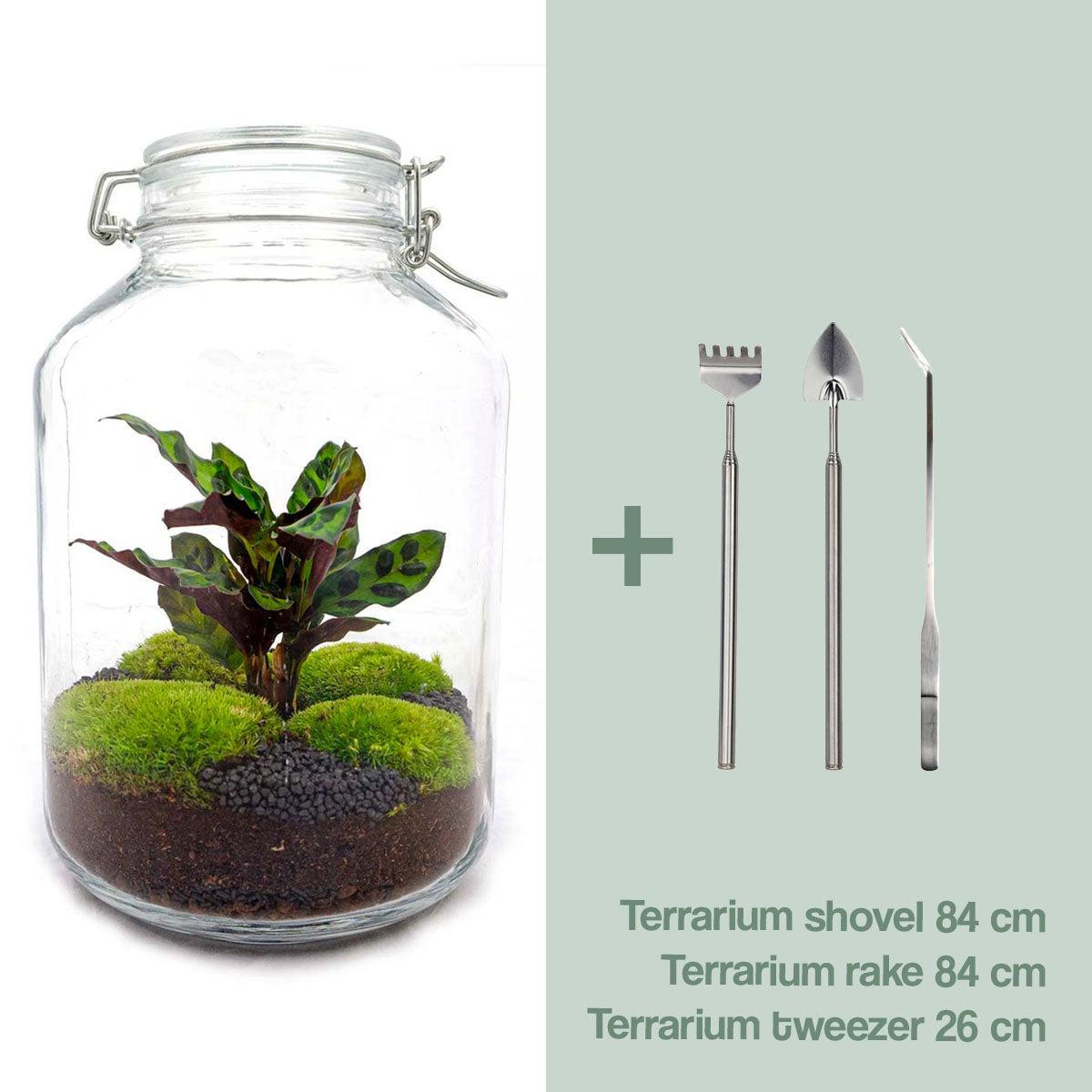 DIY terrarium - Jar Calathea