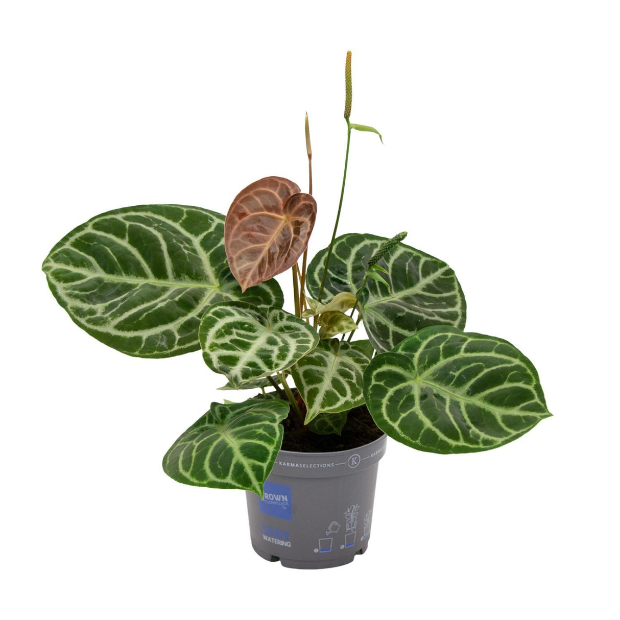 Anthurium Crystal Hybride Compact