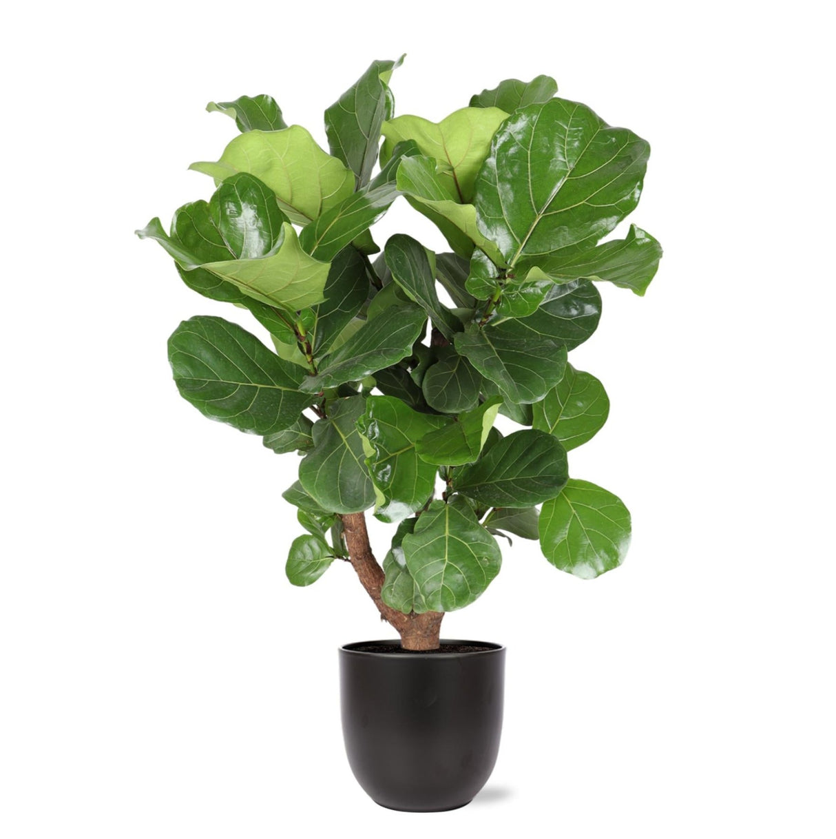 Ficus Lyrata (vertakt) Ø24cm ↕110cm in Boule ANTRACIET pot