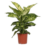 Dieffenbachia Mars