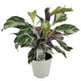 Calathea White Fusion - Ø14cm - ↕40cm