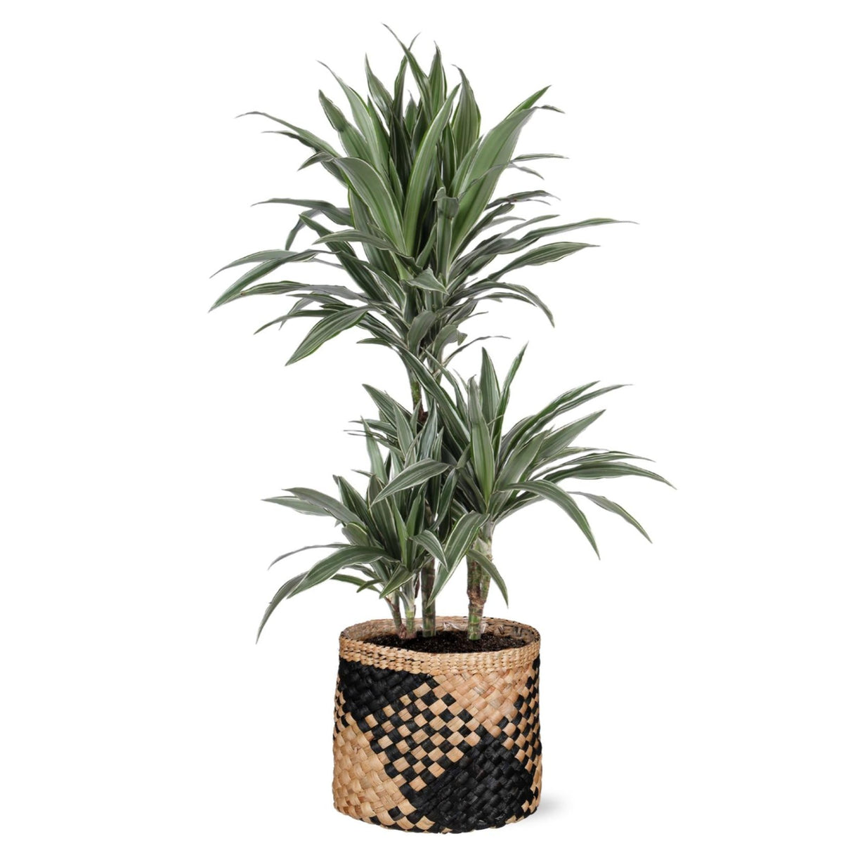 Dracaena Warneckii Ø21cm - ↕65cm i Albury BLACK print mand