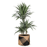 Dracaena Warneckii Ø21cm - ↕65cm in Albury BLACK print mand