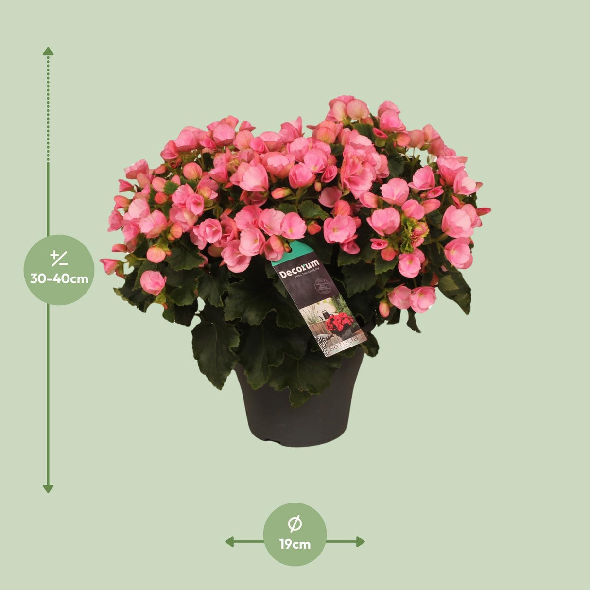 Begonia Betulia Candy - Ø19cm - ↕35cm