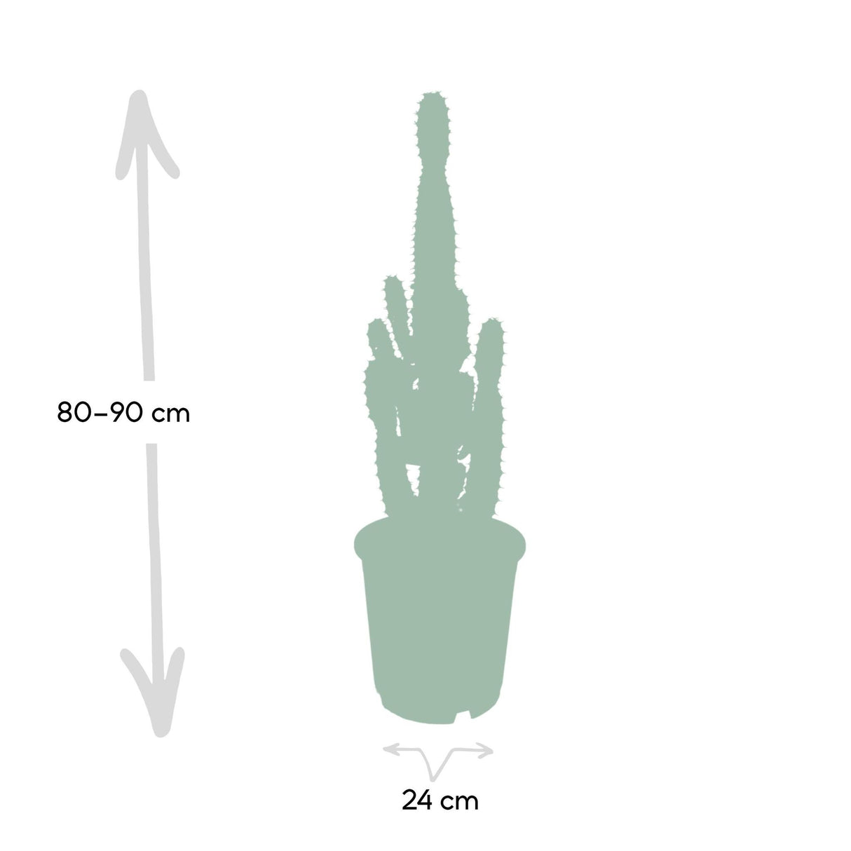 Euphorbia Acrurensis - Ø24cm - ↕90cm - Ø24 - ↨60cm