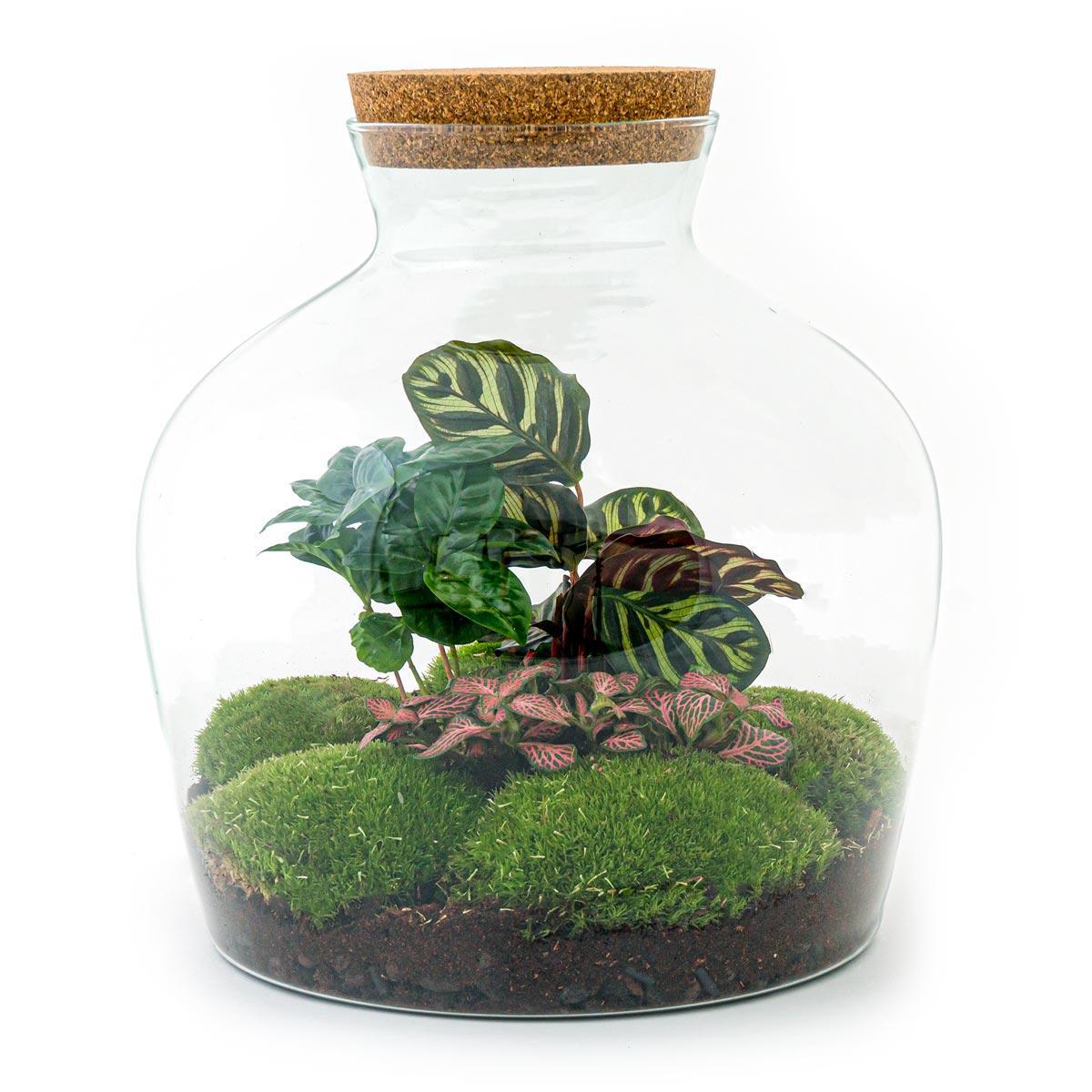 DIY terrarium - Fat Joe Coffea