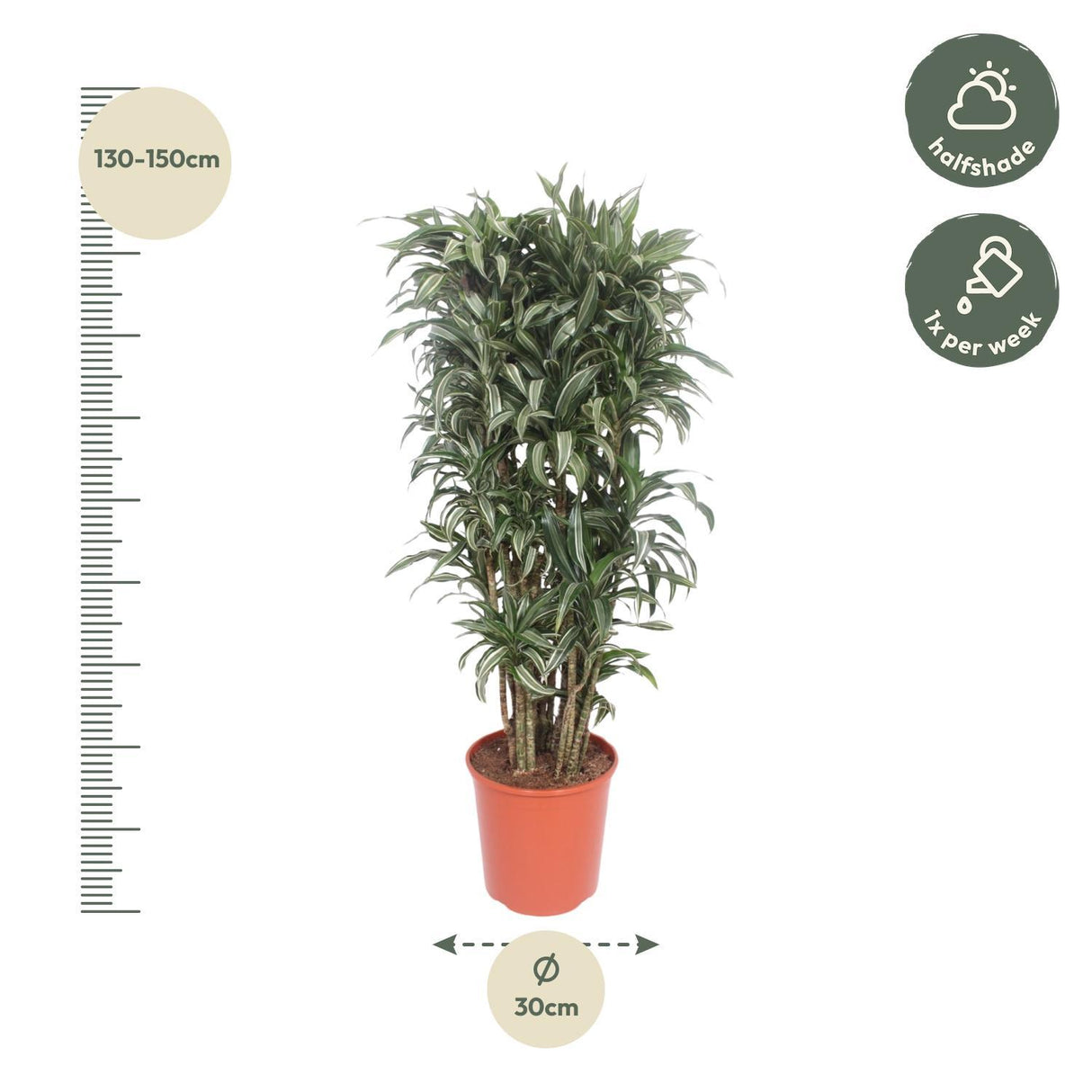 Dracaena Warneckei compacta - 140 cm - ø30