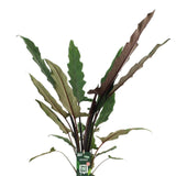 Alocasia Lauterbachiana - Ø19cm - ↕80cm