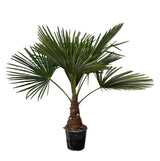 Trachycarpus