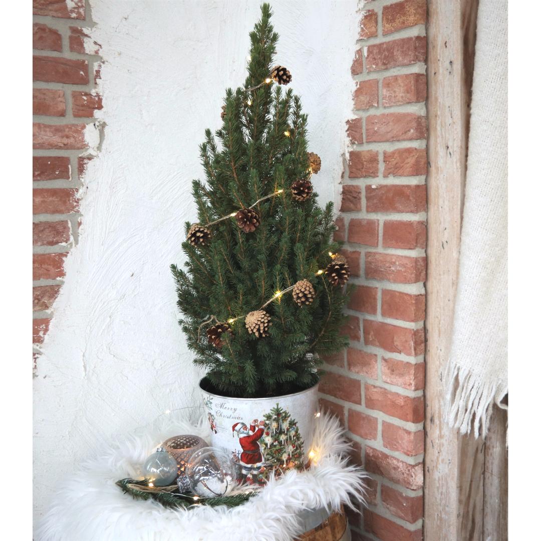 Kleine Kerstboom i Kerstmis sierpot - 70 cm - Picea Glauca Conica - Standalone